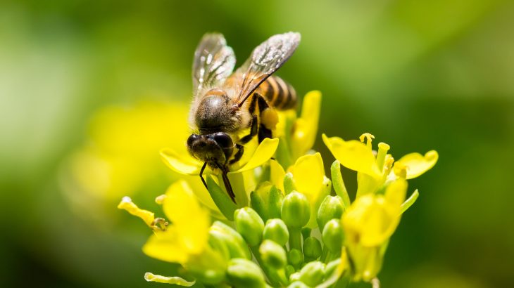 In a project funded by NATO Science for Peace and Security, experts are training bees to locate explosives, radioactive metals, and drugs.