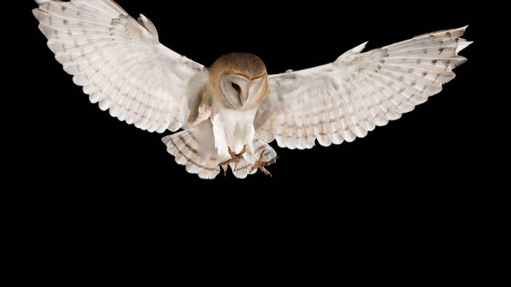 Under full-moon conditions, the white plumage causes the barn owl's preferred prey to freeze in place for longer.