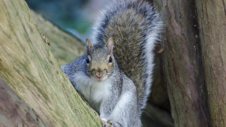 In a new study, researchers from Oberlin College found that squirrels take their cues from birds by listening in on bird conversations.