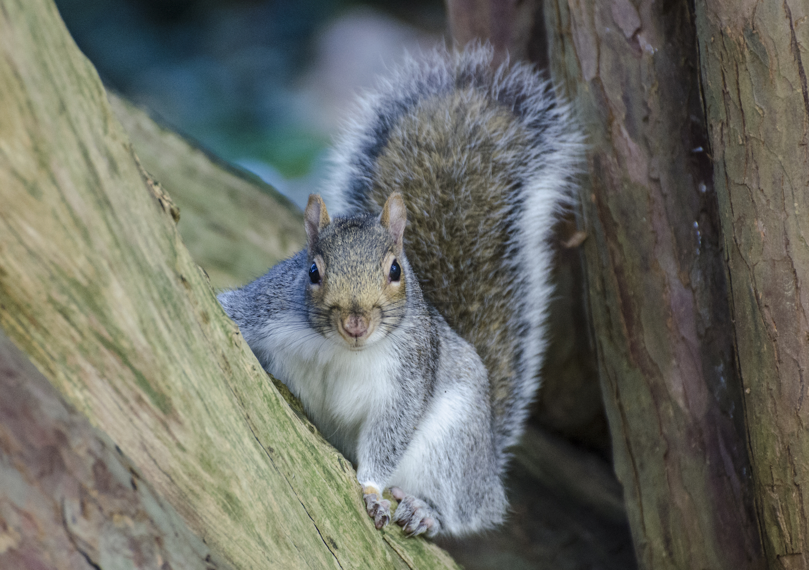 Squirrels eavesdrop on bird chatter as a safety measure