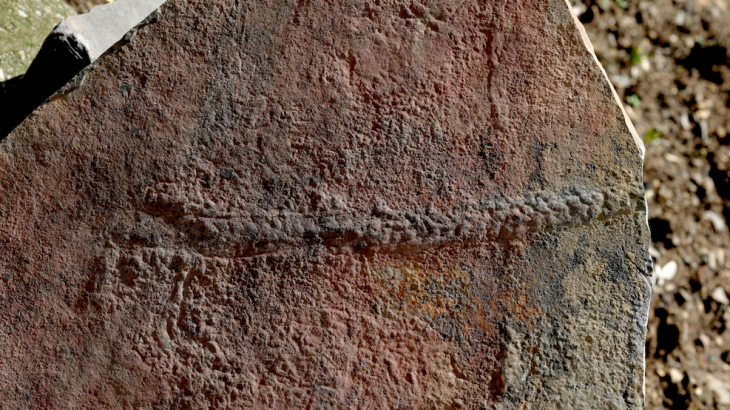 Scientists have discovered what may be one of the first trails made by animals on the Earth’s surface about 550 million years ago.