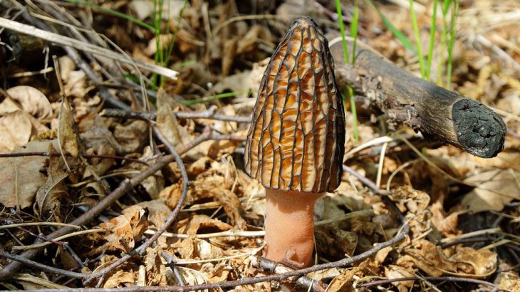 edible, mushroom, forage