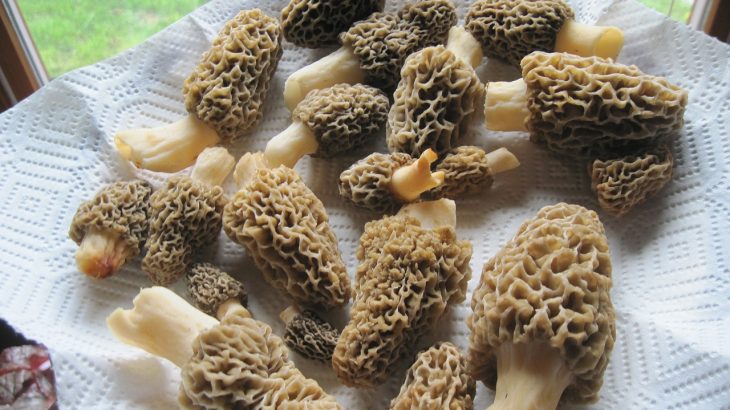 Morels