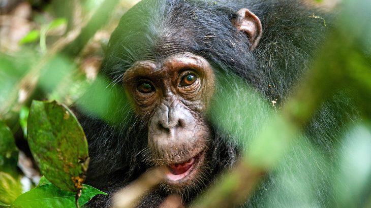 Scientists at the University of Oxford have just developed new artificial intelligence software that can recognize and track the faces of chimpanzees in the wild.