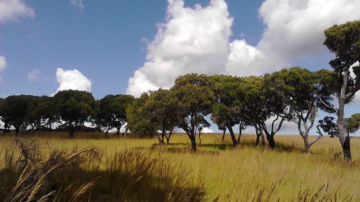 The wild silk of Madagascar shows how local cultures and environments can be tightly interwoven, each dependent on the other.