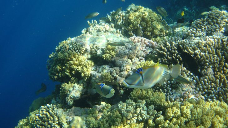 Reef-building corals in the Red Sea may be at risk of extinction due to the way that spawning events have changed over time, according to a new study.