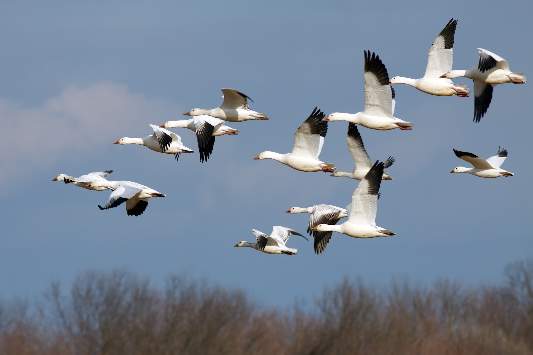 How do birds use the Earth’s field to navigate their migration