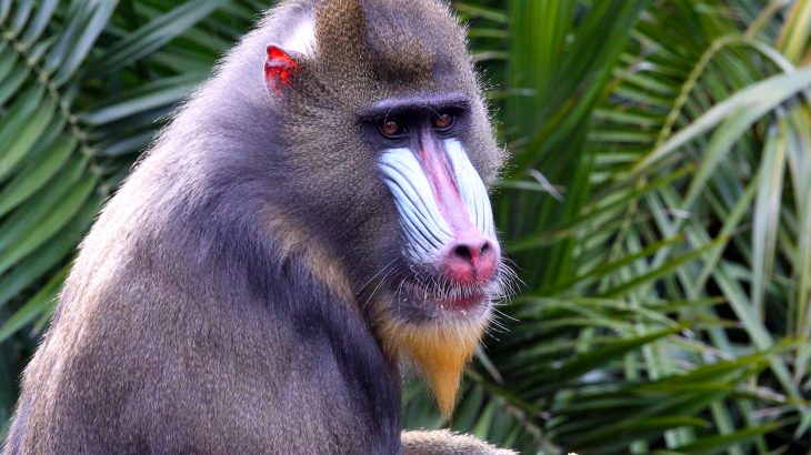 An international team of researchers has re-analyzed recordings of Old World monkeys to gain a better understanding of their language.