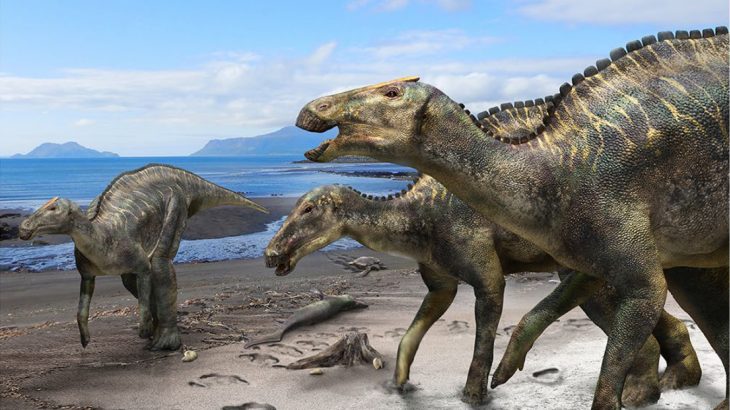 Archaeologists in Japan have unearthed a nearly-complete 72-million-year-old fossil of a crested dinosaur.