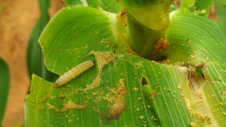 Researchers are racing to find ways to control and manage fall armyworm invasions after the pest has destroyed billions of dollars worth of crops.