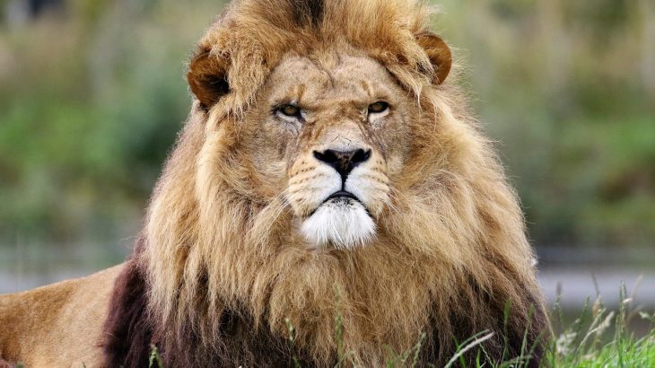 grumpy endangered lion
