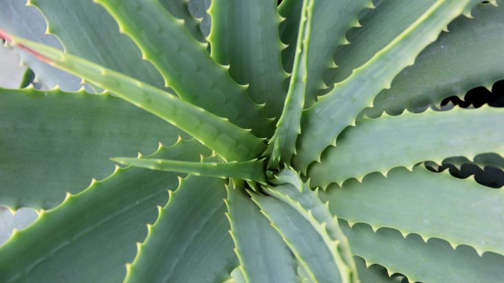aloe vera for acne
