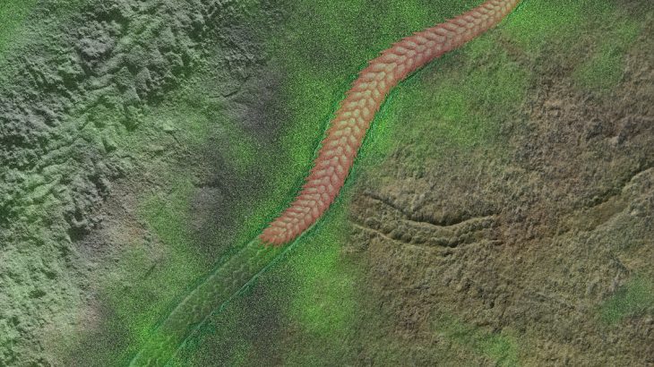 A team of international researchers have discovered a fossil that may be one of the oldest mobile and segmented animals ever to exist on Earth.