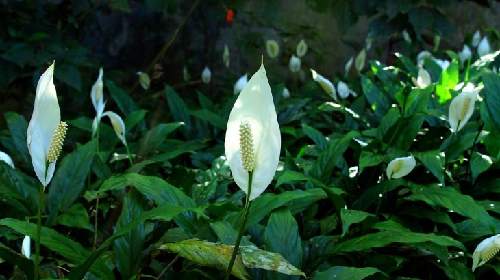 many peace lilies