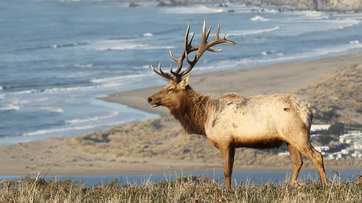 New National Park Service plans highlight the inherent conflict between ranching and elk populations at Point Reyes National Seashore.