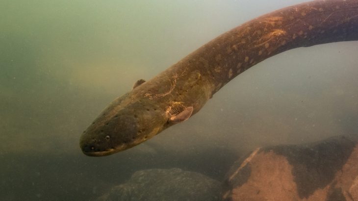 A team of scientists from the Smithsonian’s National Museum of Natural History have discovered two new species of electric eel within the Amazon basin.