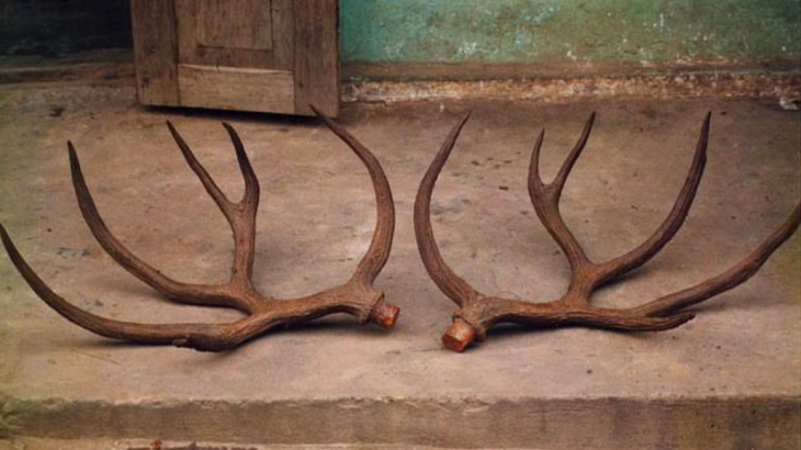 Researchers have confirmed that “fresh” antlers found by a trucker in Laos in 1991 belonged to a Schomburgk’s deer – more than a half-century after the species was declared extinct.