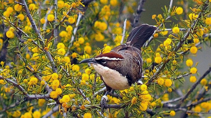 A team of scientists have identified how birds vocalize and found that like humans, their method of communicating is seemingly reliant on vocal “building blocks.”