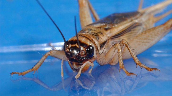 A growing collection of research has shown that insects have enormous potential to provide protein and other important nutrients as a sustainable food source.