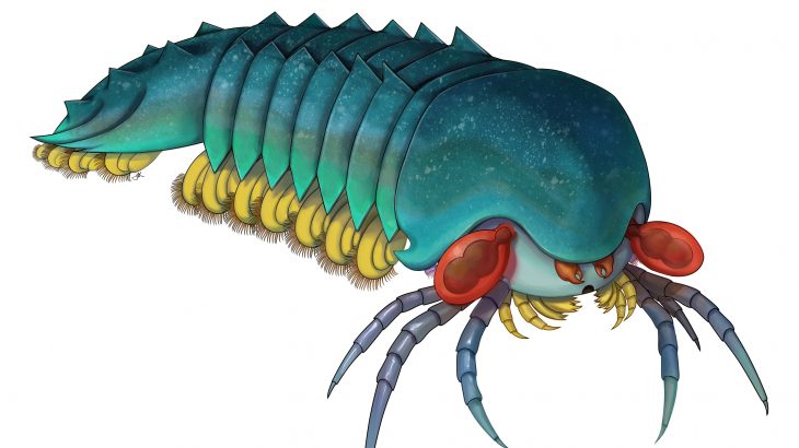 The world’s oldest chelicerate, a group of predatory animals including horseshoe crabs, scorpions, and spiders, has been discovered in the Burgess Shale.