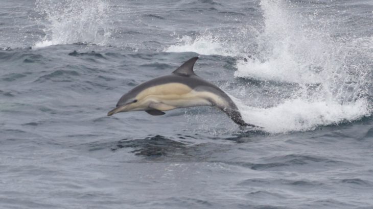 Mercury and other high concentrations of pollutants were discovered in the skin and blubber of bottlenose dolphins that live in the English Channel.