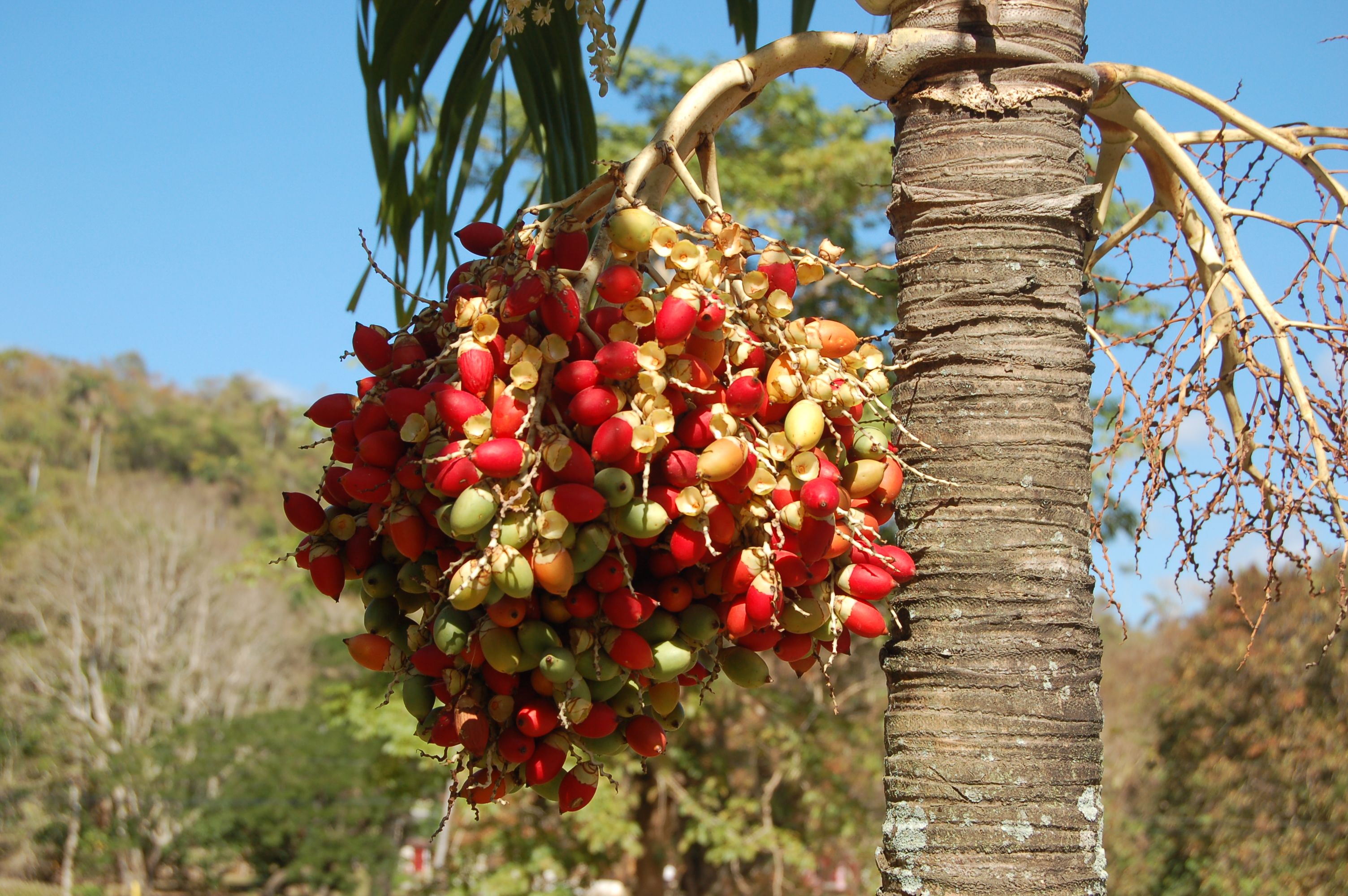 Christmas palm (Adonidia merrillii) - Image 1 of 10