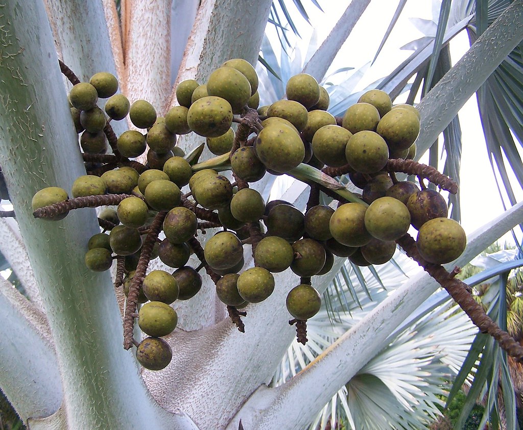 Bismarck palm (Bismarckia nobilis) - Image 1 of 10