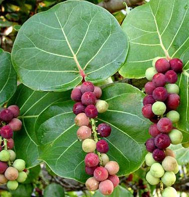 Sea grape