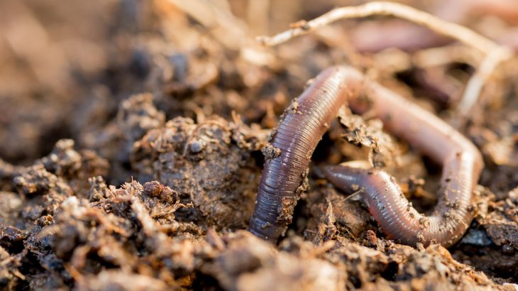 Researchers have demonstrated that soil microplastics adversely affect earthworms by stunting their growth and potentially causing them to lose weight.