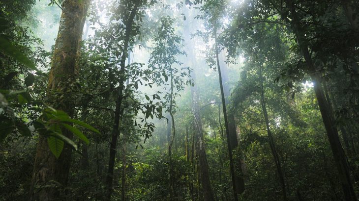 jungle, plants, forest, mist