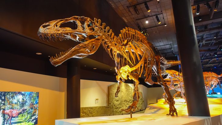 Those who dig in the ground tend to find things lost beneath the surface. This is how the US Army created its own unplanned fossil collection.