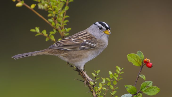 A new study has revealed how a neonicotinoid pesticide may pose a risk to wild songbird populations.