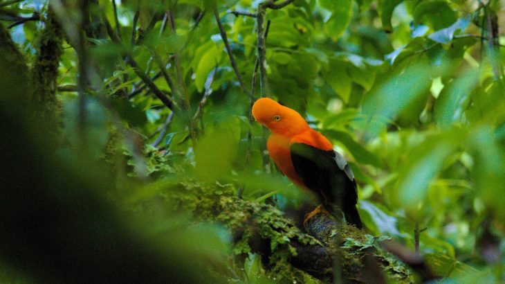 A pairing of two new studies reveal why mountains — tropical mountains, specifically — are so biologically diverse compared to other regions on Earth.