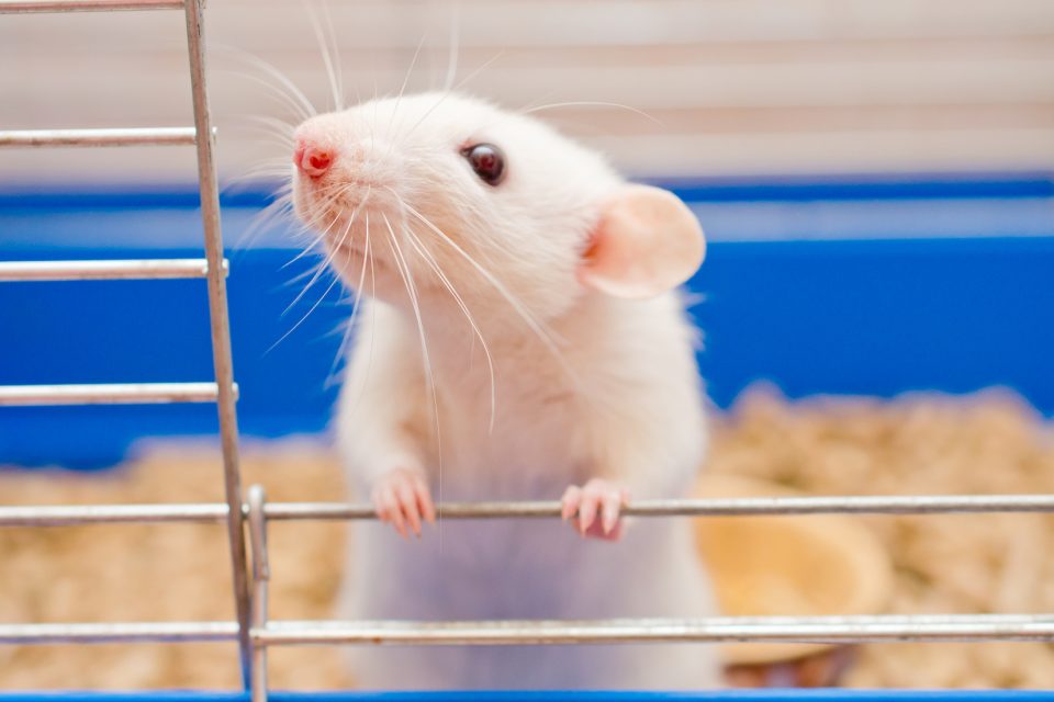 Rats can learn to play hide and seek with humans •