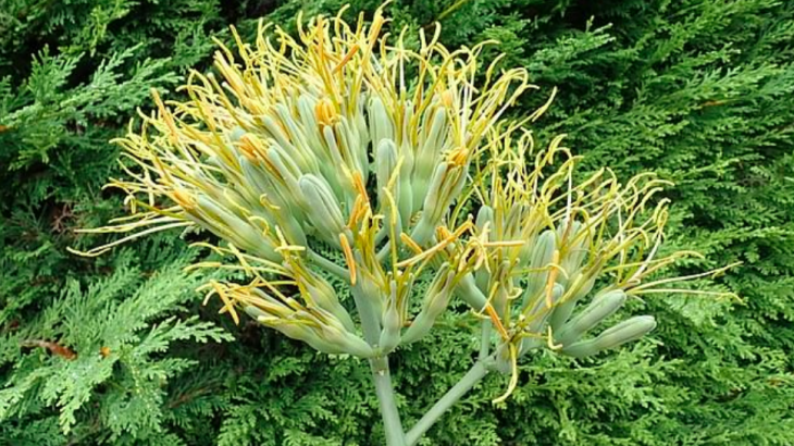 Experts at the Cambridge University Botanic Garden have finally gotten to see a giant agave plant bloom after waiting for 57 years.