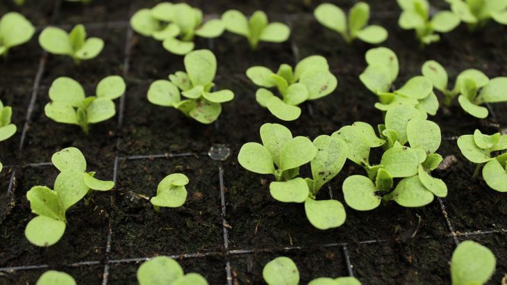 plant nursery