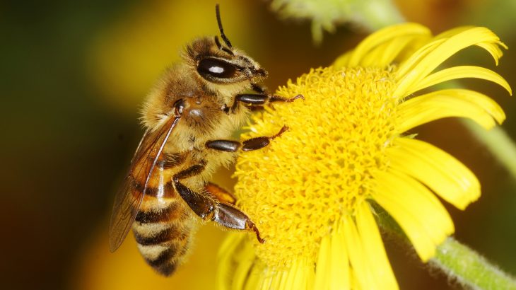 Honey bees can remember both good and bad experiences and store them in different areas of the brain, similar to the way humans and other vertebrates do.