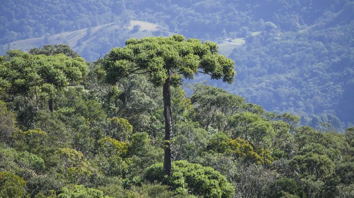 A monkey puzzle tree in it's native habitat