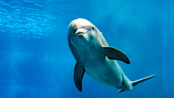 Unexpected levels of antibiotic-resistant diseases have been discovered thriving among bottlenose dolphins in Florida, according to a new study.
