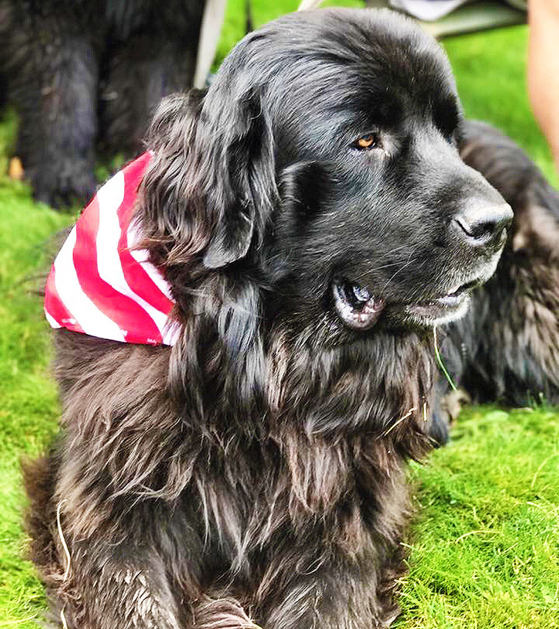 Newfoundland dog Kaden fourth of july