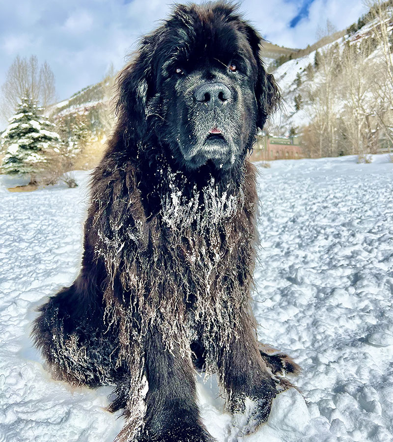 Newfoundland nanny sale dog