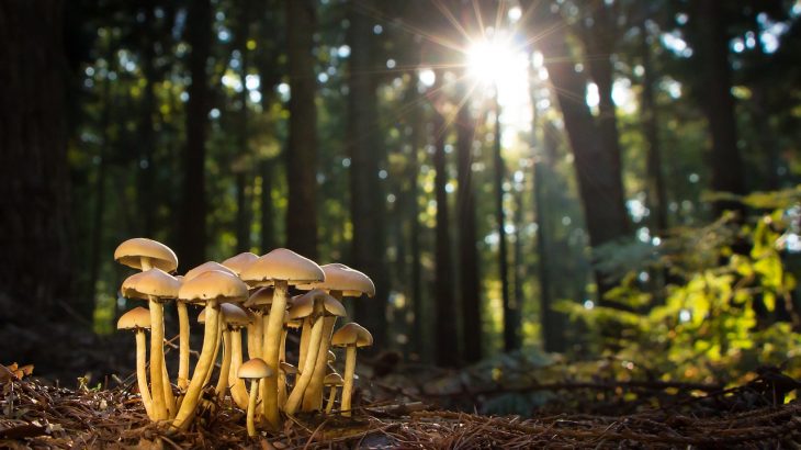 fungi