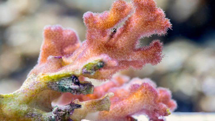 Researchers discovered for the first time that coral parents pass along upgraded algae symbionts to their offspring.