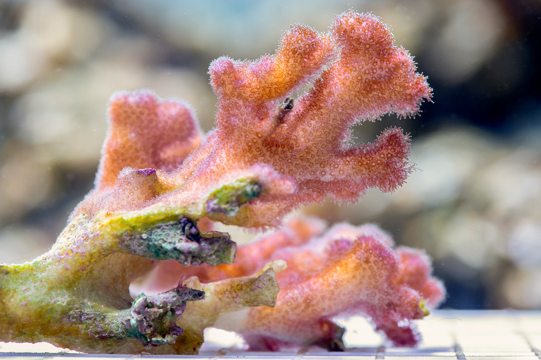 Coral parents pass their algae on to their offspring - Earth.com