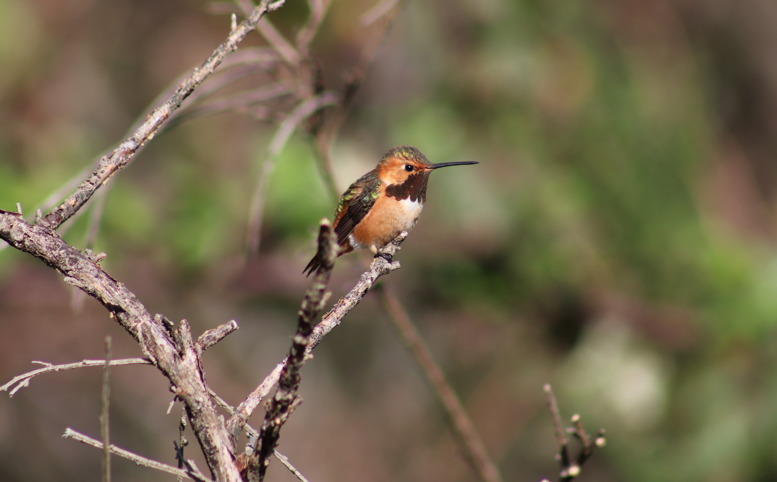 Hummingbird ‘hybrid zone’ sheds light on species interbreeding