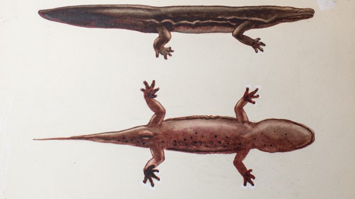 Two new species of giant salamander have been identified thanks to a recent analysis of early 20th-century museum specimens.