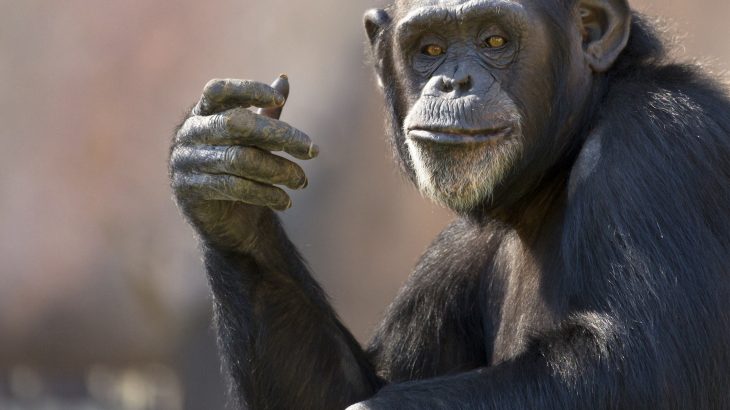 A team of scientists has been investigating the various gestures used for communication among chimpanzees and bonobos.