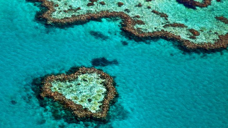 A new report highlights how we do not yet know the consequences of losing coral reefs or how ocean habitats will function without them.
