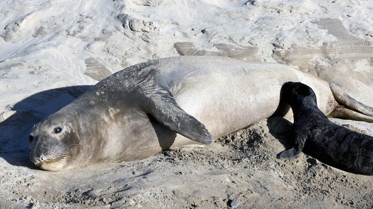 Most of the elephant seal pups born in a California colony were produced by a small number of elephant seal “supermoms.”