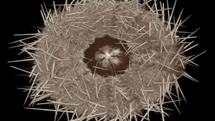 A new study reveals how the teeth of the pink sea urchin are able to sharpen themselves.